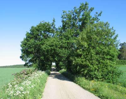 Pyöreälatvuksiset tammet muodostavat maisemallisesti kauniin yksityiskohdan. Tien varrella kasvaa myös metsäruusua. Noin 200 metriä pitkä kujanne on vajaa. Välistä puuttuu puita.