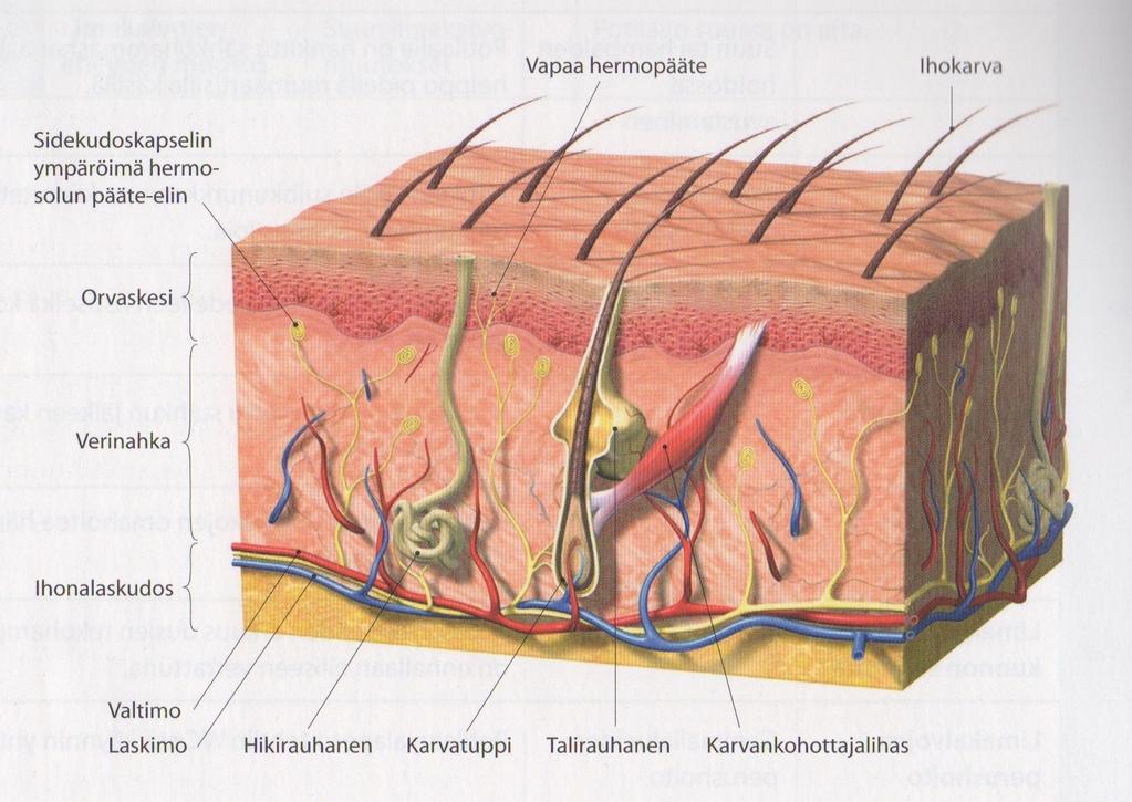 2 TERVE IHO JA SEN KERROKSET Iho eli cutis on elimistön suurin elin, ihonalaiskudos mukaan luettuna se painaa noin 10 kg (Rautava-Nurmi, Westergård, Henttonen, Ojala & Vuorinen 2013, 226). 70.