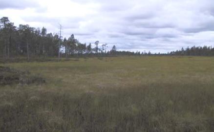 FCG Planeko Oy Ympäristövaikutusten arviointiohjelma 18 (30) 5.4.2 Maa ja kallioperä Kuva 5.6 Lyhytkorsinevan maisemaa.