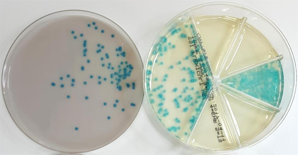 8 4.3 Grampositiiviset bakteerit Grampositiiviset bakteerit värjäytyvät gramvärjäyksessä sinivioleteiksi ja niiden soluseinä on paksu, sillä siinä on useampia peptidoglykaanikerroksia päällekkäin,