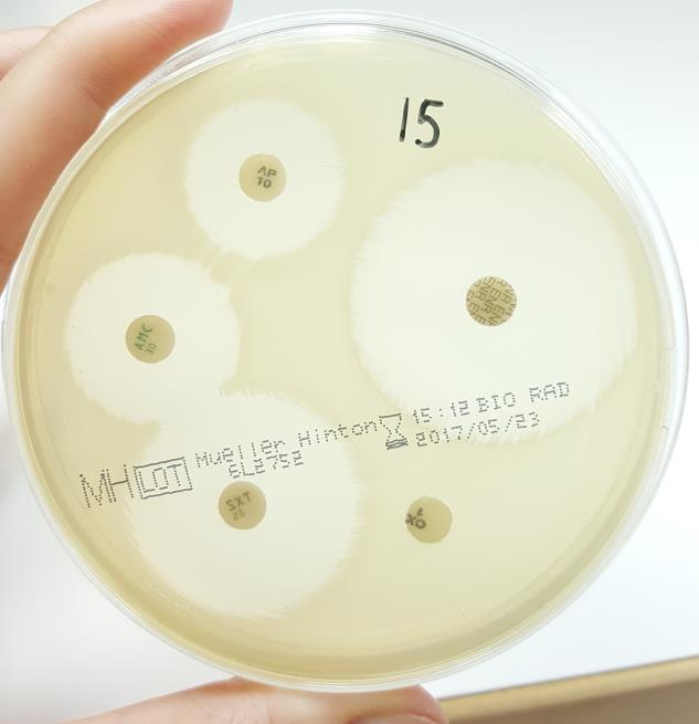19 Kuvio 7. Kiekkoherkkyysmenetelmä Mueller-Hinton -maljalla. 7.2 Antibiootit Antibiooteilla tarkoitetaan sellaisia yhdisteitä, jotka hidastavat mikrobien kasvua tai tappavat niitä.