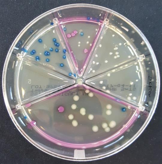 36 Yhdelle maljalle viljeltiin sekoitus E. coli-, E. faecium- sekä P. aeruginosa -bakteereita. Viljely tehtiin 1,0 McF vahvuisen suspension 1:100 000 laimennoksesta.