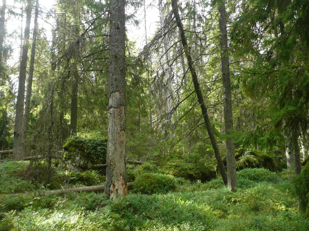 Arvo luonnonsuojelulle: METSO-elinympäristöjä: Karkeasti puolet (noin 30 hehtaaria) kohteen metsistä (ja kaikki korvet) on METSO-kuvioina edustavuusluokkaa I.