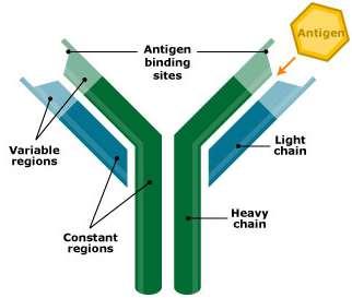 20 3.3 Immunomääritykset Vasta-aineet sitovat antigeenejä spesifisesti niiden antigeenin sitoutumiskohdan kautta (Kuvio 6). Sitoutumiskohdat ovat komplementaarisia antigeenien epitoopeille.