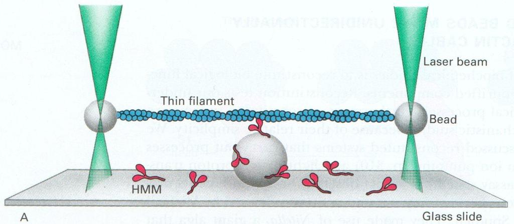 Molekulaariset moottorit 27 Tutkimusmenetelmä: optiset pinsetit Valolla liikemäärä Epähomogeeninen valonsäde (laserilla gaussinen) ja taitekerroinero palleron