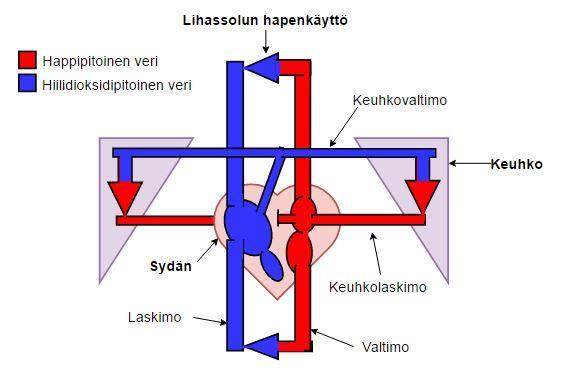 Kuvio 13. Hahmotelma sydän- ja verenkiertoelimistön rakenteesta lihassolun hapenkäytön näkökulmasta.