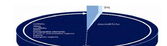 RNAmolekyylejä, jotka eivät koodaa proteiineja, vaan ovat itsenäisiä toimijoita; noncoding RNAs (ncrnas) ncrnas ovat genomin dark matter Parhaiten tunnetaan mirnat ja