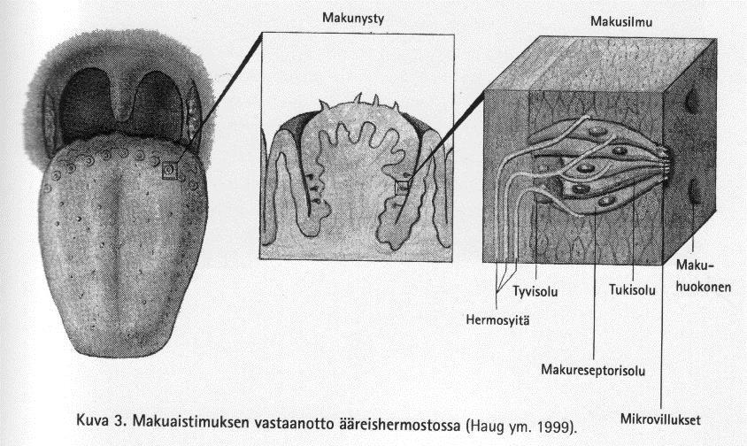 41 noin 4600 silmua, mutta määrä saattaa vaihdella.