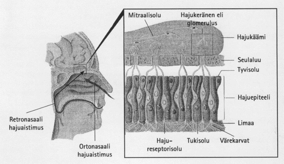 42 jotka voivat erittää sylkeen makuja, jotka vaikuttavat mekaaniseen maistamiseen. Tämän lisäksi syljenerityksen väheneminen, pään vammat tai suun sädehoidot vaikuttavat makuaistiin.