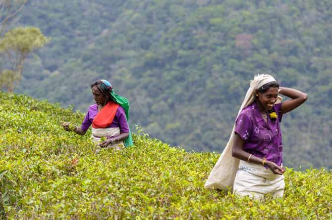 8. PÄIVÄ: HORTON PLAINS NATIONAL PARK (PE 23.2.) Varhaisen aamiaisen jälkeen suuntaamme Horton Plainsin kansallispuistoon, joka sijaitsee yli 2 000 metrin korkeudessa.