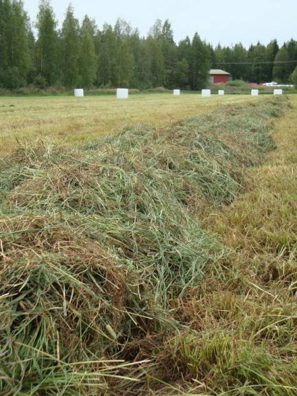 Korjuun myöhästyttämisen etuja RY-sadon kasvaminen Työhuippujen tasaaminen Urakoitsijan saatavuus sesonkihuipun ulkopuolella helpompaa Sääriskin hallinta, ei ole niin suurta merkitystä milloin