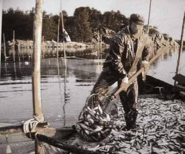 Rymättyläläinen kalastaja Olavi Eloranta rysällään 1980-luvun alussa.