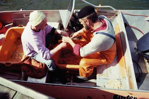 Arto Katajamäki (vasemmalla) ja Jan Eklund tekemässä silakan merkintäkokeita Airistolla. Kuva: Gunnar Aneer huomattavasti yksilöittäin, vaikka kalat olivat samankokoisia ja samanikäisiäkin.