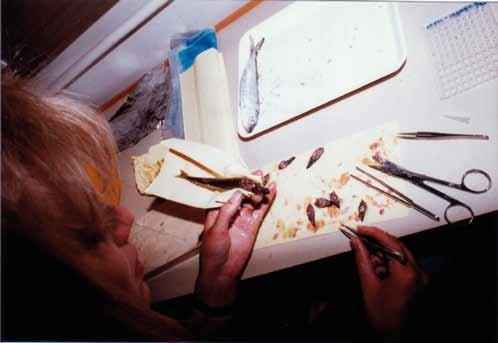 Ilse Pajunen preparoi silakan kuuloluita kalan iän määrittämistä varten v. 1987. Kuva: Päivi Laine kohteena ja että kanta voisi romahtaa.
