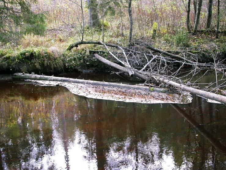 Kuva 1. Surviaissääskien kotelonahkoja kerätään kerääntymisalueilta tai ajelehtivaa aineista keräävistä pisteistä. Näytteenotossa sovellettiin eurooppalaista menetelmästandardia (SFS-EN 15196: 2006).