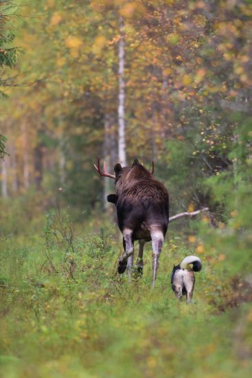 Syksyinen hirvenmetsästys on perinteikästä seura- ja seuruejahtia, johon osallistuu Suomessa vuosittain yli 100 000 metsästäjää.