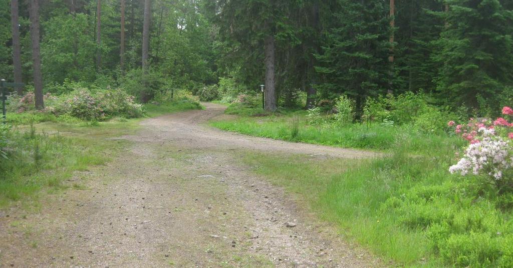 Kuva 2. Arboretum Mustilan Atsalearinteen länsipää kesäkuussa 2015.