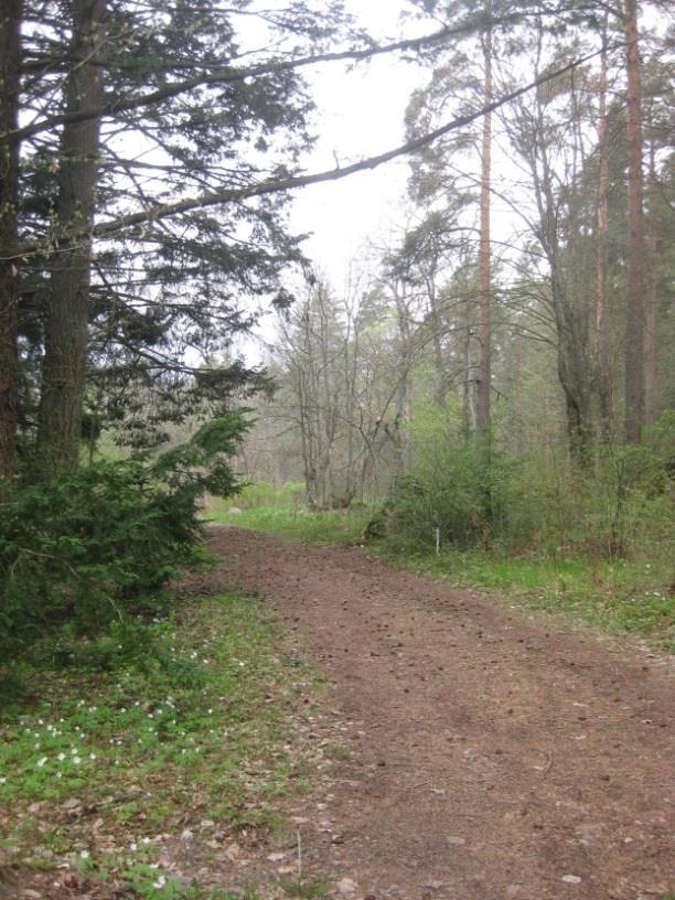 70 eri lehtipuu- ja pensaslajia. Kasvupaikkana Etelärinne on aurinkoinen ja kuivahko. (Etelärinne n.d.) Kuva 3.