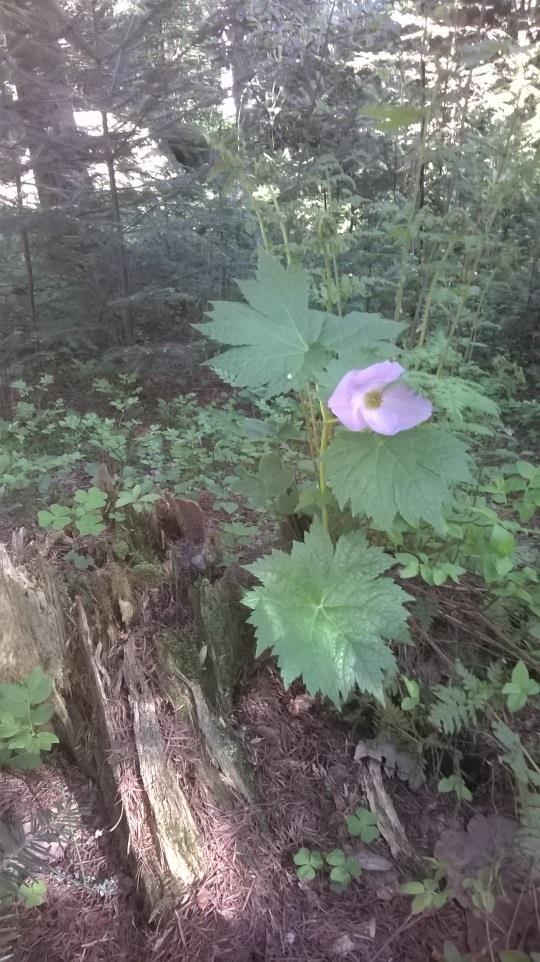 ; Arboretumin kasvit n.d.) Esimerkiksi sinikämmenen (Glaucidium palmatum) menestyminen Arboretum Mustilassa kerrotaan kasvin kuvauksessa Viherrinkimarkkinointirenkaan Internetsivuilla.