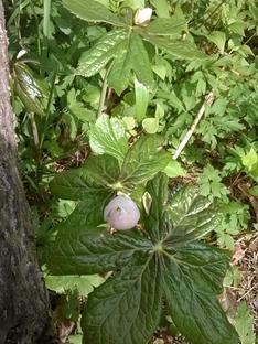 Kuva 9. Jalkalehtiä (Podophyllum sp.