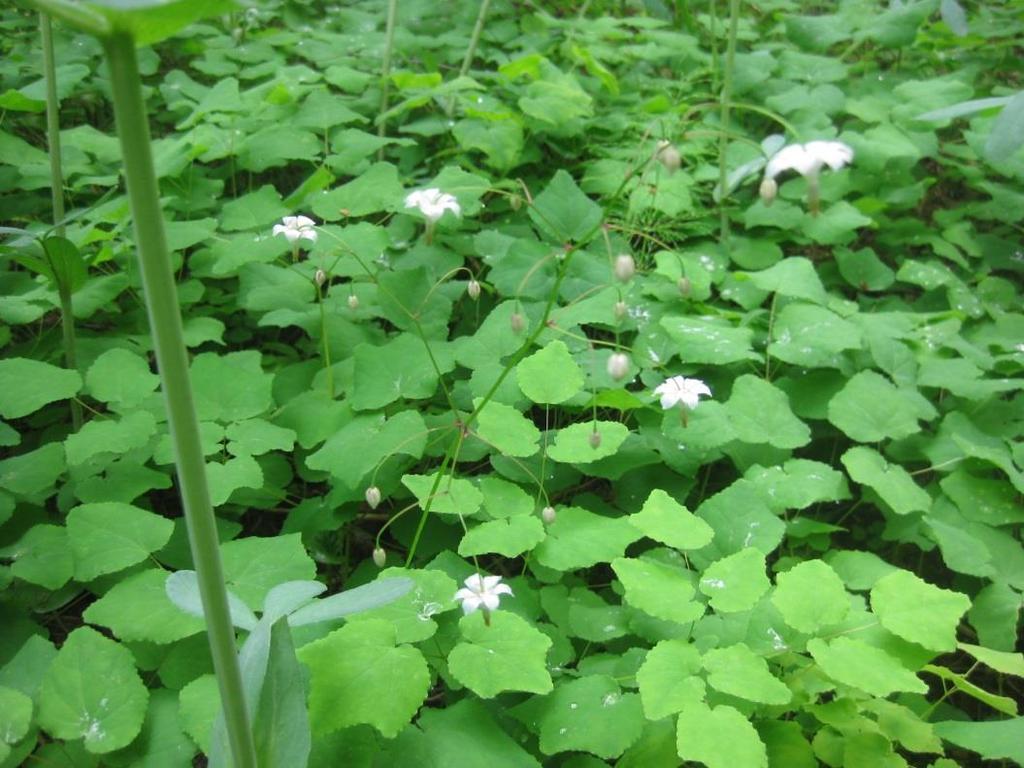 esiintyvä lehtosinijuuri (Mercurialis perennis) (Alanko 1972; Retkeilykasvio 1998, 224.