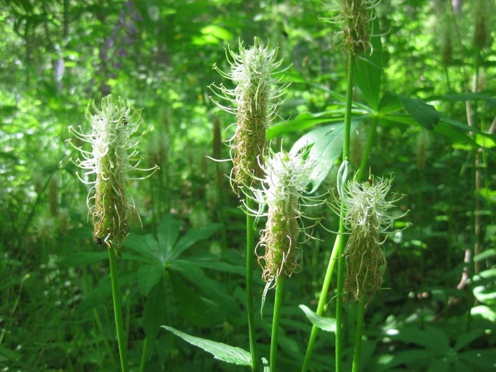 5.5.2 Etelärinne Kaikkia Arboretum Mustilan alueen kasveja ei löydy istutustiedoista. Esimerkiksi vaaleatähkämunkki (Phyteuma spicatum) (Kuva 11) voidaan lukea sellaiseksi.