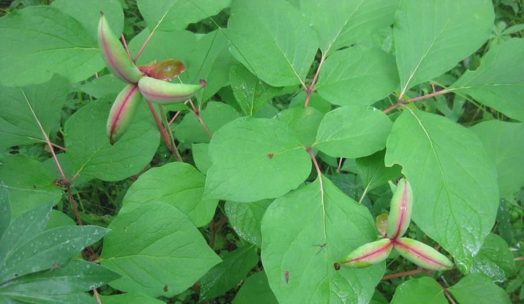 Kuva 13. Amurinpioni (Paeonia obovata) Arboretum Mustilan Etelärinteellä heinäkuun loppupuolella 2015.