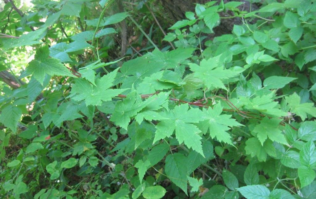 Kasveilla näytti kuitenkin olevan ongelmia kiipeilyn kanssa ja näin ollen ne olivat kadonneet muun aluskasvillisuuden, lähinnä alaskankleitonian (Claytonia sibirica) sekaan. Kuva 14.