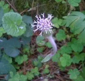 Alppitupsulla (Homogyne alpina) (Kuva 16) on ylöspäin suuntautuneet ja nimensä mukaan tupsumaiset, violetit kukat.