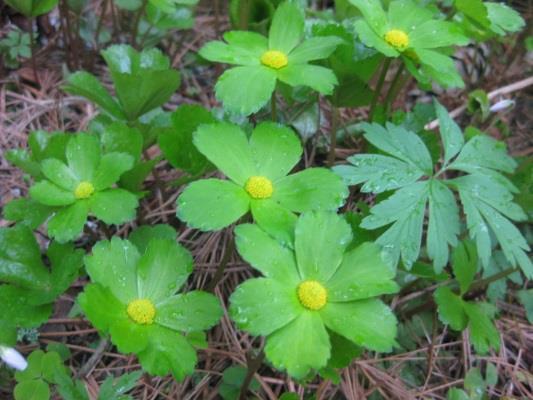 Kuva 17. Kevätputki (Hacquetia epipactis) Arboretum Mustilan Makedonianmäntymetsikössä toukokuussa 2015.
