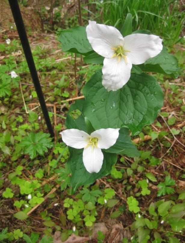 Kuva 18. Vasemmalla isokolmilehti (Trillium grandiflora) ja oikealla punakolmilehti (T.