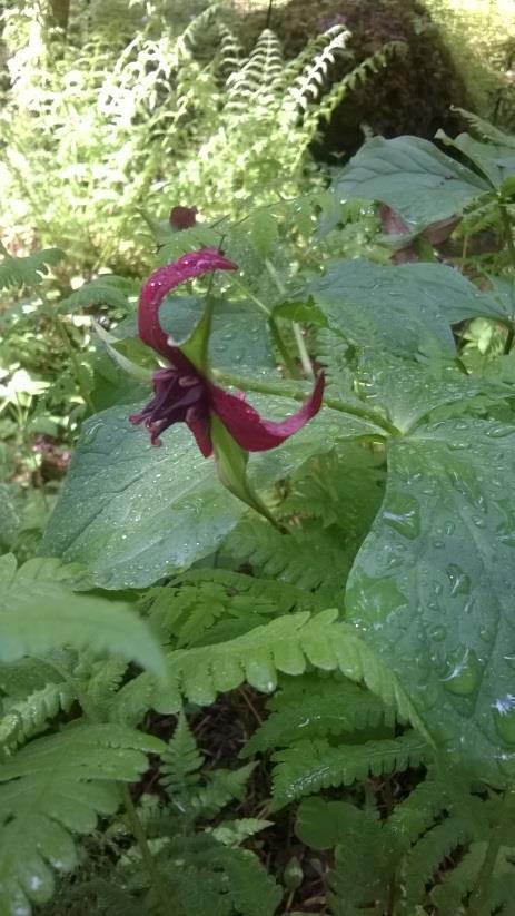 Kuva: Katja Kanervo Vuonna 2010 on Makedonianmäntymetsikköön istutettu noin kolmekymmentä kappaletta sinikämmeniä (Glaucidium palmatum) ja näistä
