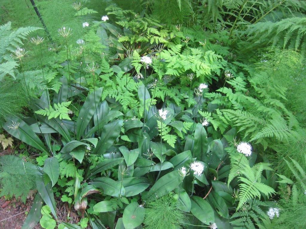 Pentti Alangon kasvilistalla on klintonia (Clintonia borealis), joka on sittemmin hävinnyt arboretumista, mutta samaa sukua oleva sarjaklintonia (Clintonia umbellulata) on tiettävästi menestynyt