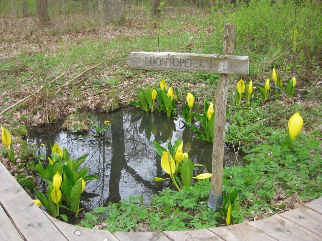 Kuva 21. Keltamajavankaali (Lysichiton americanus) Arboretum Mustilan Tammimetsässä toukokuussa 2015.
