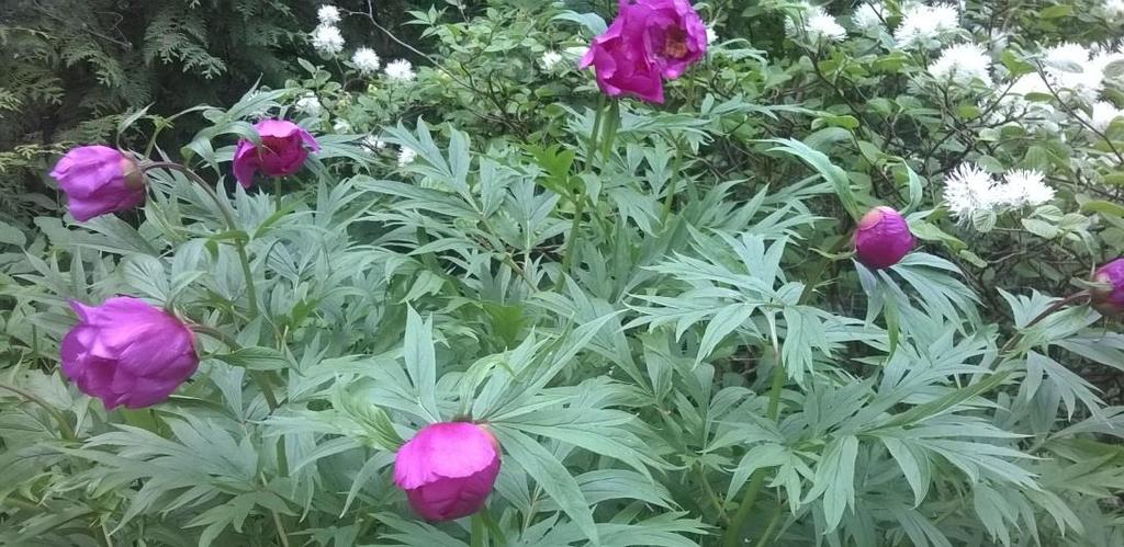 Kuva 23. Kuolanpioni (Paeonia anomala) Arboretum Mustilan Nikkarinmäen perennapenkissä kesäkuussa 2015.