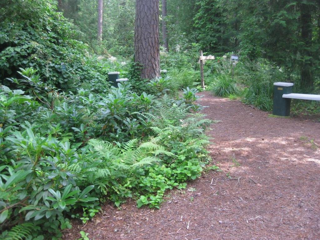 Alppiruusulaakso on Arboretum Mustilan kuuluisin ja näin myös keskeisin alue.