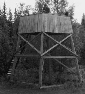 Muuttoaikoina Latva-Juurikalla on nähty vesilinnuista mm. lapasotkia ja mustalintuja, kahlaajista vesipääskyjä ja lapinsirrejä sekä lokeista harmaa-, pikku- ja selkälokkeja.