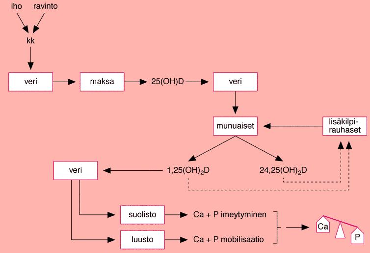 D-VITAMIININ AINEENVAIHDUNTA kk=kolekalsiferoli (D3); 25-OH-D = 25-hydroksikolekalsiferoli;