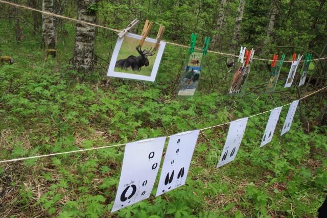 Green Care on mahdollisuus Valtava potentiaali sote palvelujen