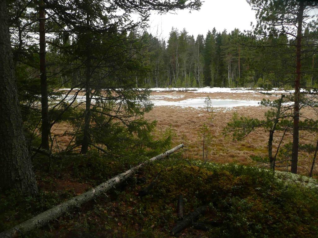 Koskskogen kohoaa loivana mäkenä Maraholmsträsketin itäpuolella. Mäen päällä sijaitsevat alueen karuimmat metsät, jotka ovat kivikkoisia kuivahkon kankaan männiköitä.