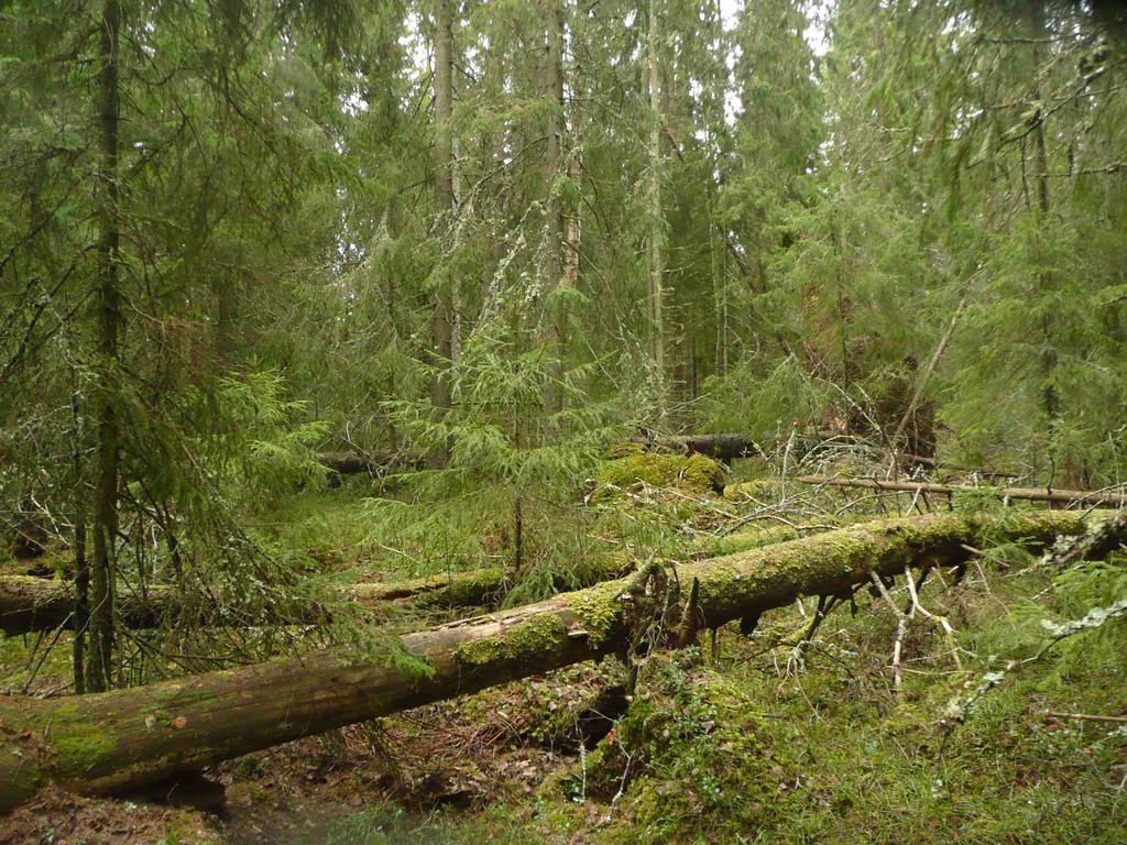 edustavuusluokkaa I. Pienempi osa kohteen metsistä on ilman harvennushakkuta kehittyneitä, puustoltaan monipuolisia nuoria metsiä, joita voi pitää METSO-mielessä luokan III kuvioina.