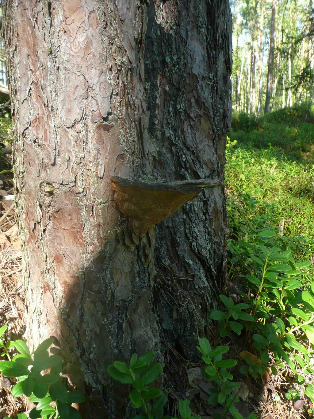 Alue täyttää luonnonsuojelulain (1096/1996) 10 :n suojelualueiden yleiset perustamisedellytykset, joten sen lakisääteinen suojelu olisi perusteltua.