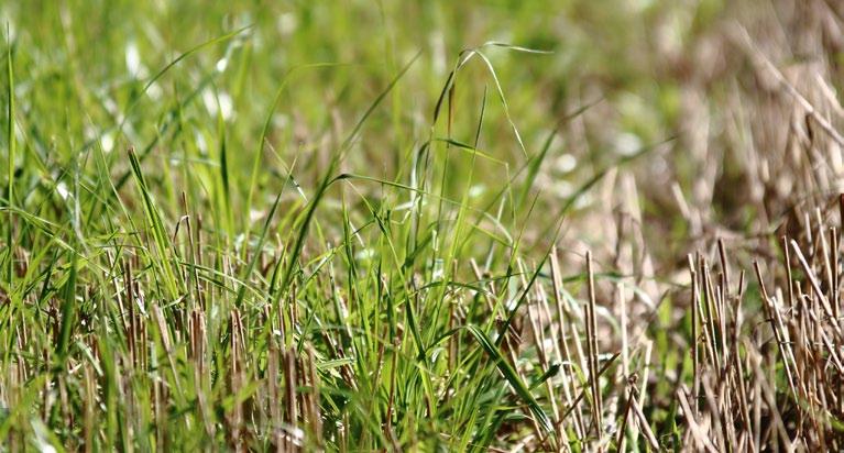 Jatkuvatoimiset seuranta-asemat Maatalouden vesiensuojelutoimenpiteiden vaikutuksia on tarpeen seurata jatkuvatoimisilla veden laadun ja pinnankorkeuden/virtaaman mitta-antureilla.