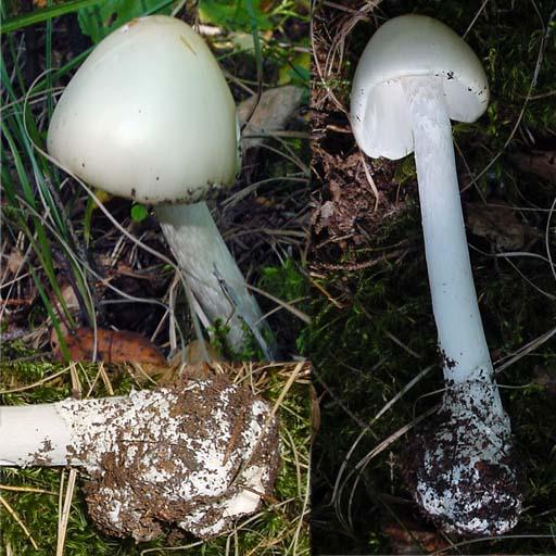 Tuntomerkit: Sieni on kokonaan valkoinen; pitkän jalan tyvessä tuppi ja yläosassa roikkuva, usein repaleinen rengas (saattaa olla myös pudonnut, kuten kuvan sienellä).