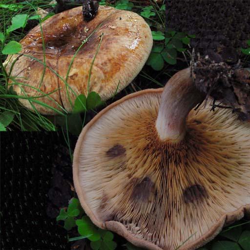 Tuntomerkit: Ruskea sieni, lakki himmeäpintainen, erityisesti nuorten sienten lakin