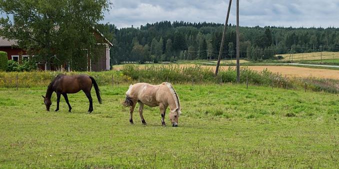 Hevostalous Suomessa Suomen hevostalous on monimuotoista ja jatkuvassa kasvussa Vuonna 2015 Suomessa oli - 74 200 hevosta - 16 000 hevostallia - 15 000 hevosalalle työllistynyttä - 170 000