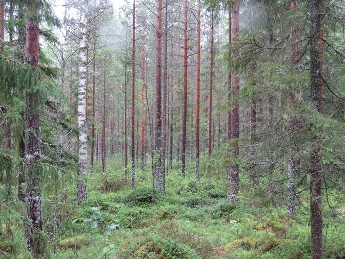 10 Kuva 4. Voimalapaikka WTG 4 kuvattu lounaaseen.