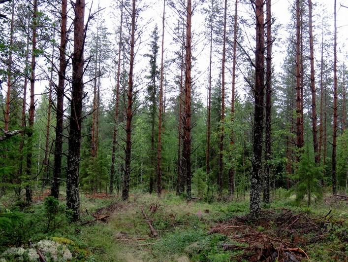 Tasainen räme kivisen rinteen länsipuolella, nuorta