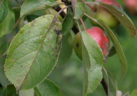 Omenarupi Taloudellisesti merkittävin tauti kaikilla omenanviljelyalueilla