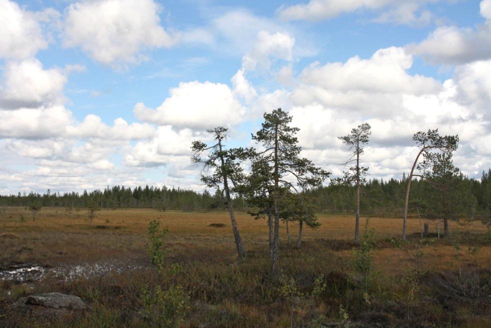 Itään päin mennessä maisematila on sulkeutuneempaa; alueella on runsaasti metsiä ja ojitettuja soita.